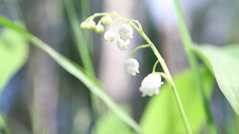 White lily of the valley flowers and young green leaves on a spring day