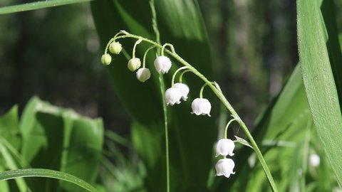 White lily of the valley flowers and young green leaves on a spring day