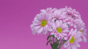 pink gerberas swirling on a pink background - Powered by Shutterstock - Get 15% off with code: PIKWIZARD15