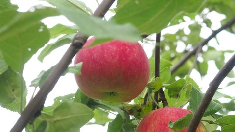 Apple trees in the garden with ripe red apples ready for harvest. organic, environmentally friendly products, fruits.