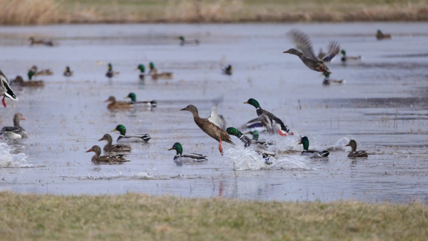 Mallard ducks taking off, close, 4K slomo Royalty-Free Stock Footage #1088063089
