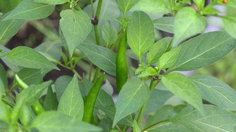 Chili plant in the gardent, Green paprika or Pepper gem growt up on tree.