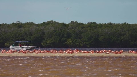Selestun Biosphere Reserve, Mexico - February 15, 2022: Tourists Watching Flamingo Birds during Boat Tour