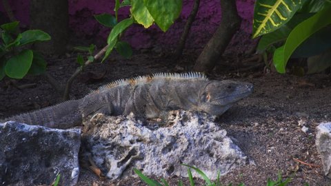 Iguana Rest in Shade on Rock