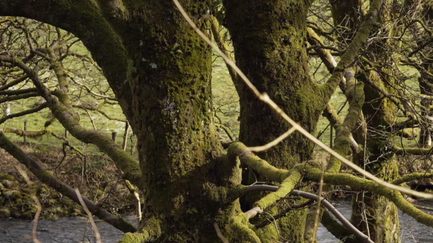 Scotland pan up of moss covered tree in winter