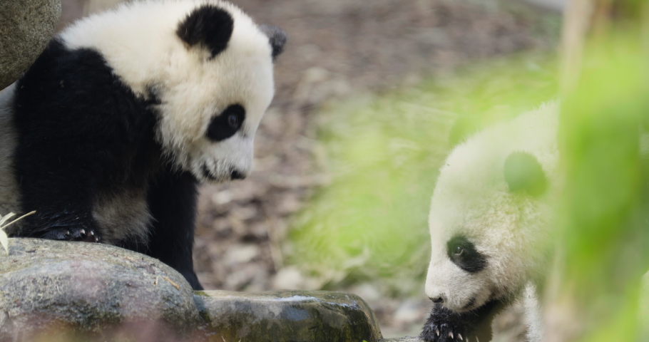 Two lovely baby panda bears playing having fun together outdoor at Chengdu China | Shutterstock HD Video #1088068339