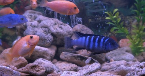 Number of fish at home. A big number of colorful decorative cichlids in the aquarium water.