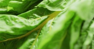 Video of close up of fresh salad leaves. fusion food, fresh vegetables and healthy eating concept.