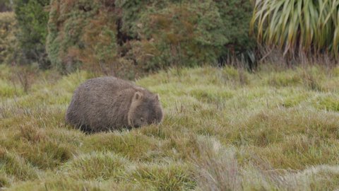 high frame rate clip of a wombat grazing on grass at ronny creek during a rainy day at cradle mountain national park in tasmania, australia