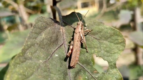 Video showing eggplant leaves with a locust sitting on it waving against natural background