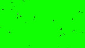 Flock Of Birds On Green Screen. Flock of crows flying in an imperfect formation. Birds flying in formation. Migrating Greater birds. Big Flock of birds. Wildlife slow motion 100 fps video