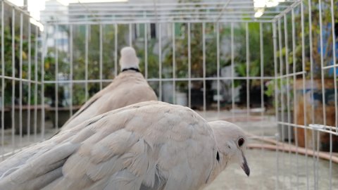 Most beautiful Australian dove bird in the cage. Dove birds are enjoying outdoor nature from the rooftop garden. selective focus on iron cage containing bird of peace. Example of soft focus or defocus