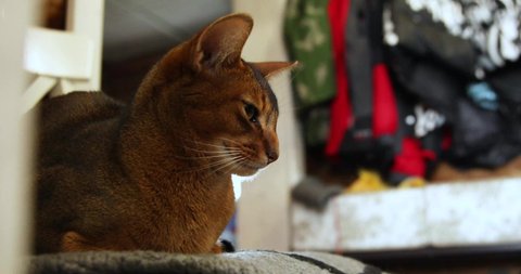 red cat breed Abyssinian lies and rests on a white chair