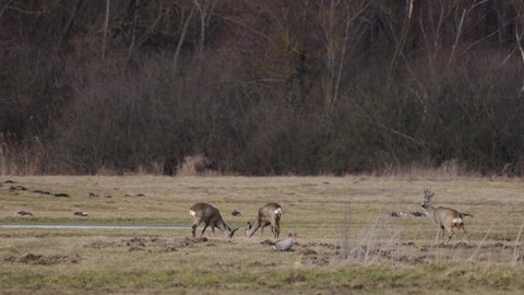 Greylag goose and a herd of roe deer in the meadow, 4K slomo