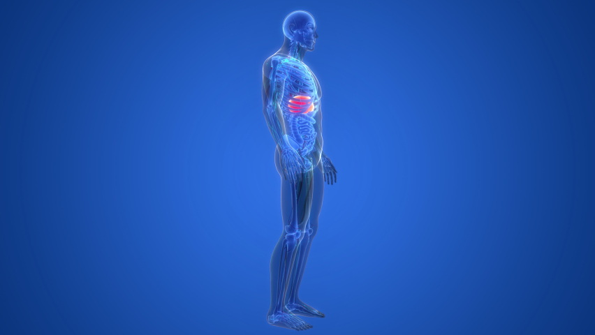 Human Internal Digestive Organ Liver Anatomy Animation Concept. 3D Royalty-Free Stock Footage #1088080517