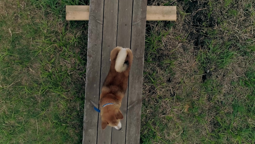 Top down a Akita Inu dog on a wooden sidewalk, looking at the camera. The wind from the copter