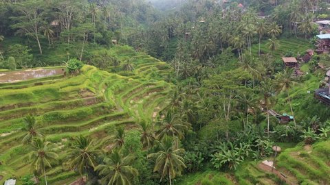 Aerial drone footage of the famous Tegallalang Rice Terrace near Ubud in Bali in Indonesia. Shot with a forward motion. 