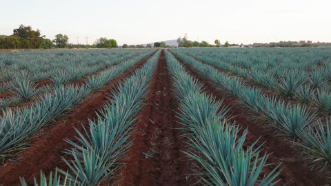 Стоковое видео: Aerial Drone of Blue Agave Plants in Tequila, Jalisco, Mexico. Camera Flys Over Agave Field With Rows of Plants. Filmed During Sunset