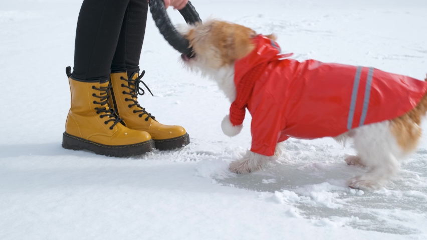 A girl in yellow boots plays with a dog Jack Russell Terrier and a rubber toy on the ice of the lake