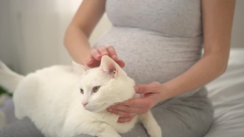 Pregnant woman is petting her pet. Gentle handling of the cat. The concept of medicine, gynecology and allergies during pregnancy. The girl strokes a cute cat in her arms.