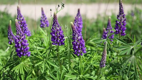 lupin flowers, blue purple lupines blossoming in green field, lupin flower leaves swaying in summer daytime wind, close-up view of lupinus ornamental garden plant, colorful nature in blossom, bloom 