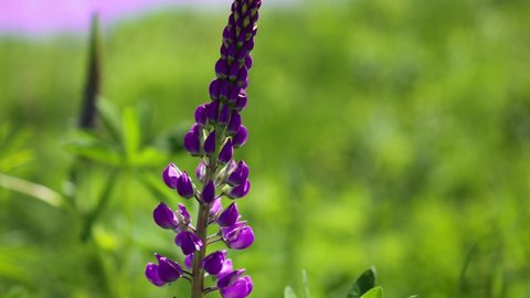 lupin flower close-up, purple lupine blossoming in green field, lupinus flower leaves swaying in summer daytime wind, close-up view of lilac violet lupines ornamental garden plant