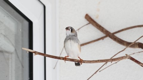 young zebra finch male learning how to sing his song