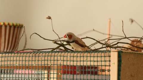 male zebra finch trying to break a twig for nesting material