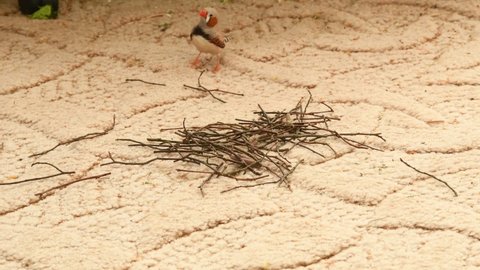 male zebra finches collecting twigs for nesting material, two of them fighting for it