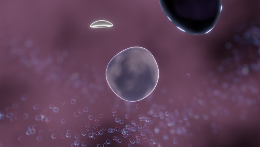 The process of autophagy, showing the autophagosome (AP) formation from an isolation membrane, then fusing with a lysosome, where breakdown and recycling of the material within occurs (3D Render) Royalty-Free Stock Footage #1088091081