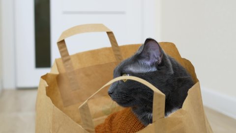A gray cat sits in a paper bag from a grocery store and looks around. The cat is wearing a brown sweater that his owner knitted especially for the cat. Love for pets. Funny cats.