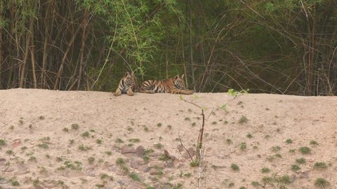 full shot of Two wild royal bengal tiger cubs waiting for their mother with natural green bakground at bandhavgarh national park or tiger reserve madhya pradesh india - panthera tigris tigris