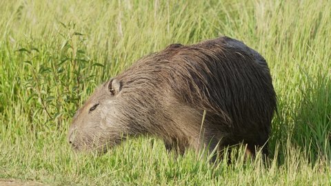 Extreme close up shot of a wild furry capybara, hydrochoerus hydrochaeris grazing on green grassy field, munching in slow motion in bright daylight.