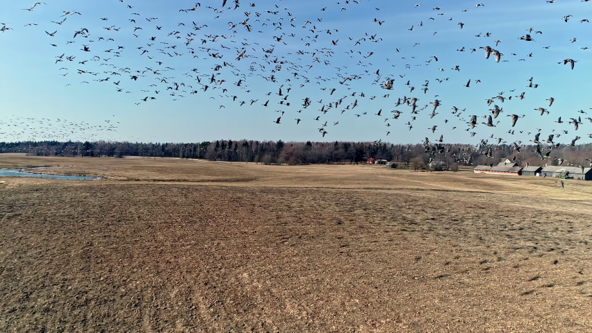 View of geese flock during spring migration in early morning. Flock flying over a lake with the view of green forest in the background.