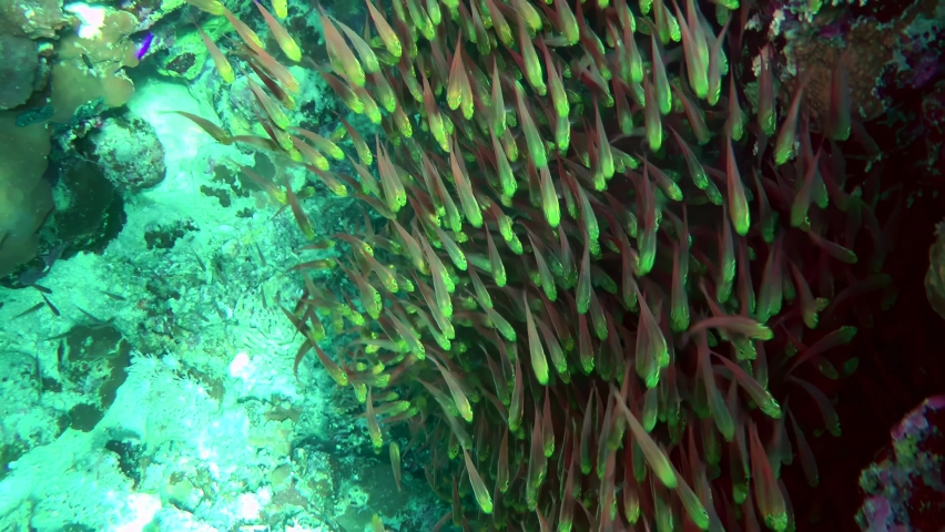 In shaded areas of the reef, Pigmy sweeper (Parapriacanthus ransonneti) form large dense aggregations. Royalty-Free Stock Footage #1088096247