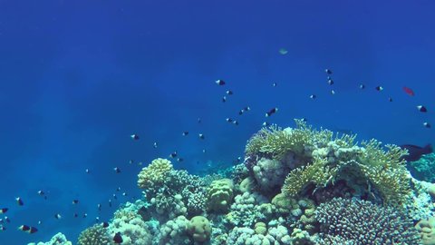 A flock of colorful Suez Fusilier (Caesio suevica) swims slowly against a coral reef and blue water column.