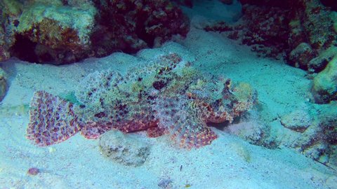 Tassled scorpionfish (Scorpaenopsis oxycephala) lies on a sandy bottom among corals and changes color, side view, close-up, time-lapse video.