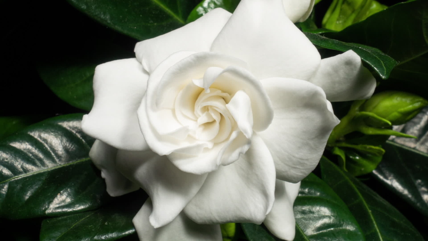 White Flower Opening Time Lapse with Rotating Effect. Gardenia Jasminoides or Cape Jasmine Flower Blooming on Green Leaves Background in Timelapse