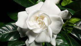 White Flower Opening Time Lapse with Rotating Effect. Gardenia Jasminoides or Cape Jasmine Flower Blooming on Green Leaves Background in Timelapse - Powered by Shutterstock - Get 15% off with code: PIKWIZARD15