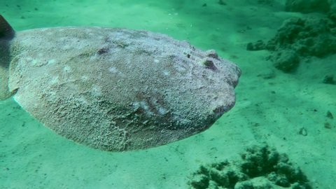 Panther Electric Ray or Leopard torpedo (Torpedo panthera) swims slowly in the water column, then sinks to the sandy bottom, close-up.
