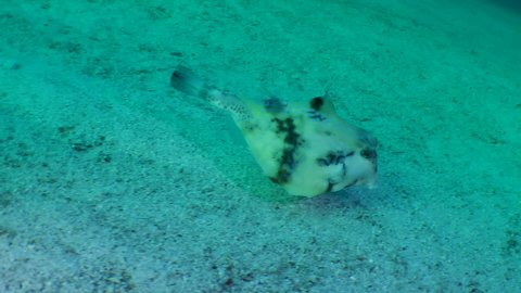 Humpback turretfish (Tetrosomus gibbosus) swims leisurely over sandy bottom.