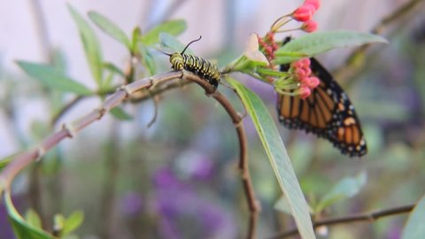 Monarch Caterpillar crawling on a Milkweed branch