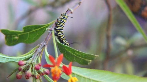 Monarch Caterpillar crawling on a Milkweed branch