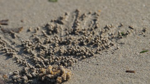 Sand bubbler crabs on asian beach making balls out of sand