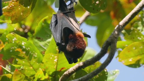 Flying Fox Hanging Upside Down Hiding Stock Footage Video (100% Royalty ...