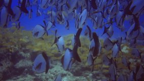 50 fps underwater flock of silver and yellow fish,swim near coral reef.Maldives