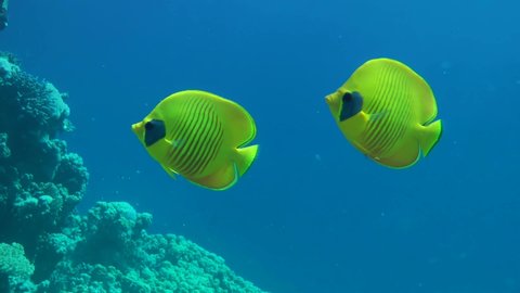 A pair of bright yellow Bluecheek butterflyfish (Chaetodon semilarvatus) slowly swim in the water column, one of the fish poops.