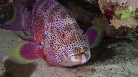 At night, Lyretail Grouper (Variola louti) rests lying on the bottom. Night dive.