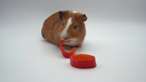 Guinea Pig Eating Sliced Red Pepper on white background
