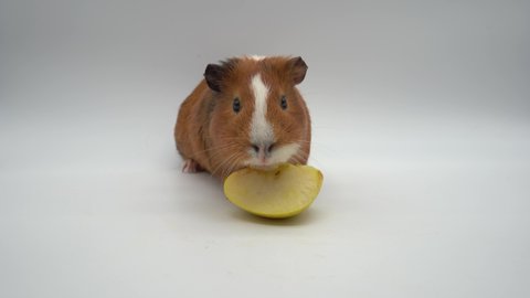 Guinea Pig Eating a Slice of Apple on white background